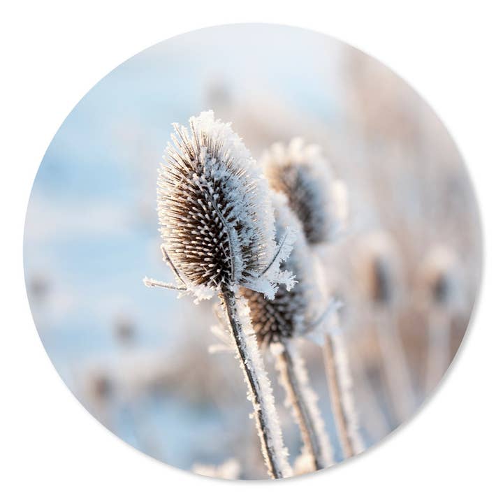Wall Circle Thistles Snow for wholesale by GM decoratie
