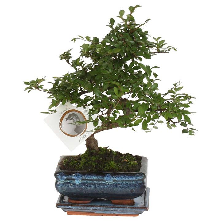 Oasis of Life - Wholesale Live Plant - Bonsai Tree – Zelkova Serrata – Height 20–25cm – Ø15cm – Japanese Elm with Elegant S-Shape – Genuine Bonsai in Ceramic Pot – Easy to Care for & Decorative – For Living Room & Office
