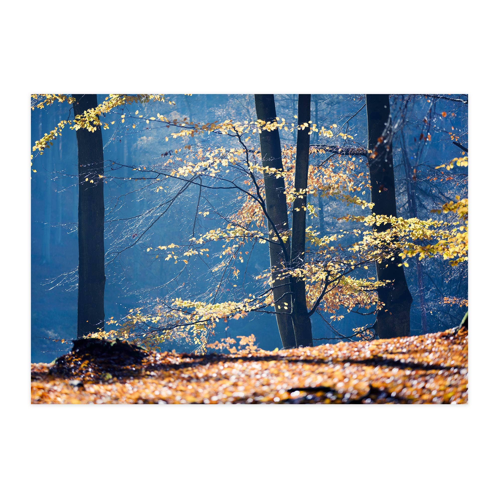 paruspaper. nutzfeine papeterie - Wholesale Postcard - Postcard "Autumn Glow in the Forest"0