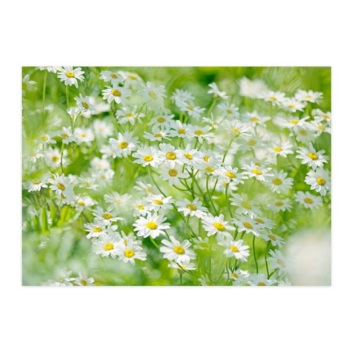 Cartolina "Margherita" per la vendita all'ingrosso da parte di paruspaper. nutzfeine papeterie