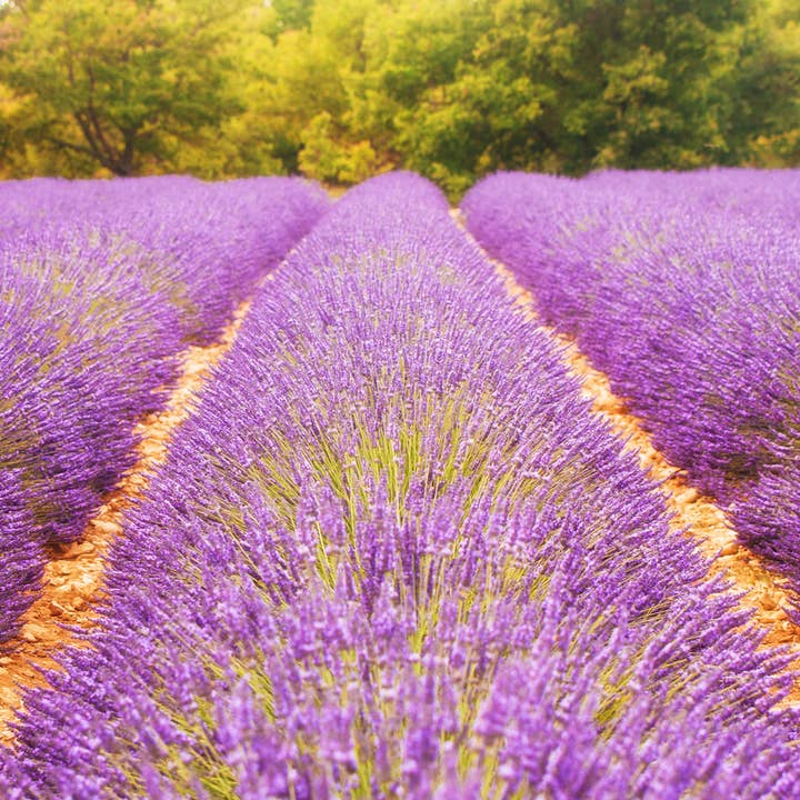 Natural Wholesale - Wholesale Essential Oil - Lavender Essential Oil