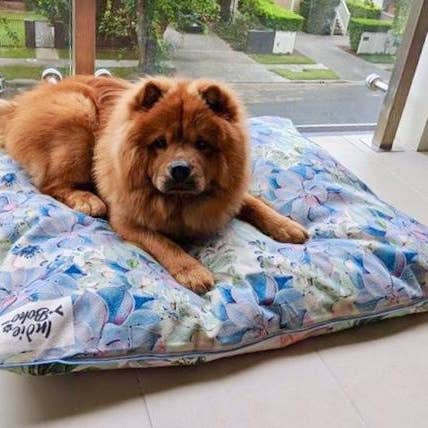 Indie Boho - Wholesale Pet bed – Dog - Succulent Medley – EXTRA LARGE Dog Bed5