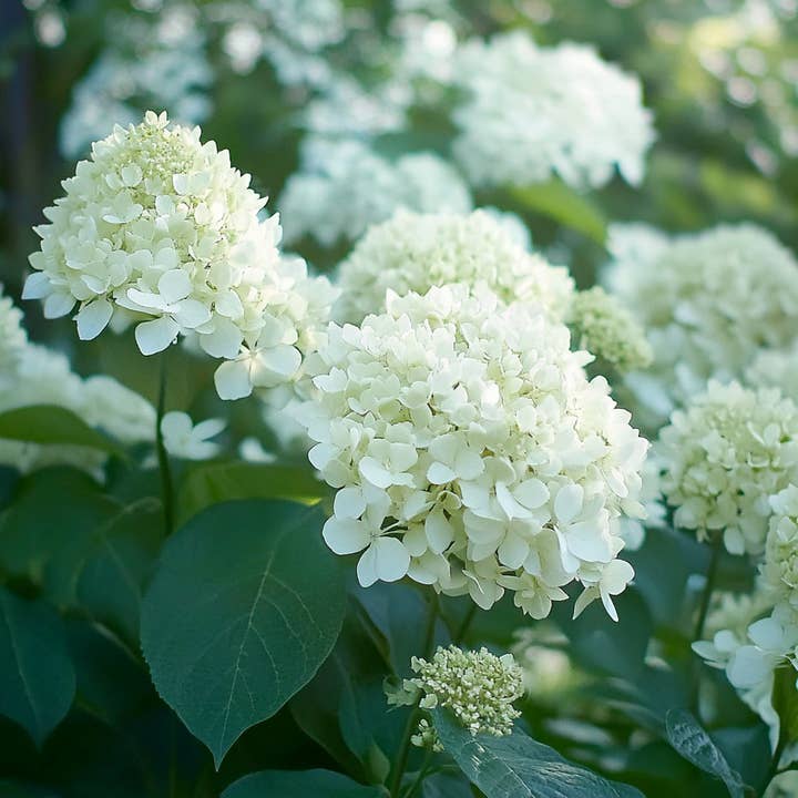 Oasis of Life - Wholesale Live Plant - Hydrangea paniculata "Silver Dollar" – 3 panicle hydrangeas – Height 25–40cm – Pot size Ø9cm – Hardy garden plants with white flower panicles – Abundantly blooming & easy to care for, suitable for beds, terraces & containers3