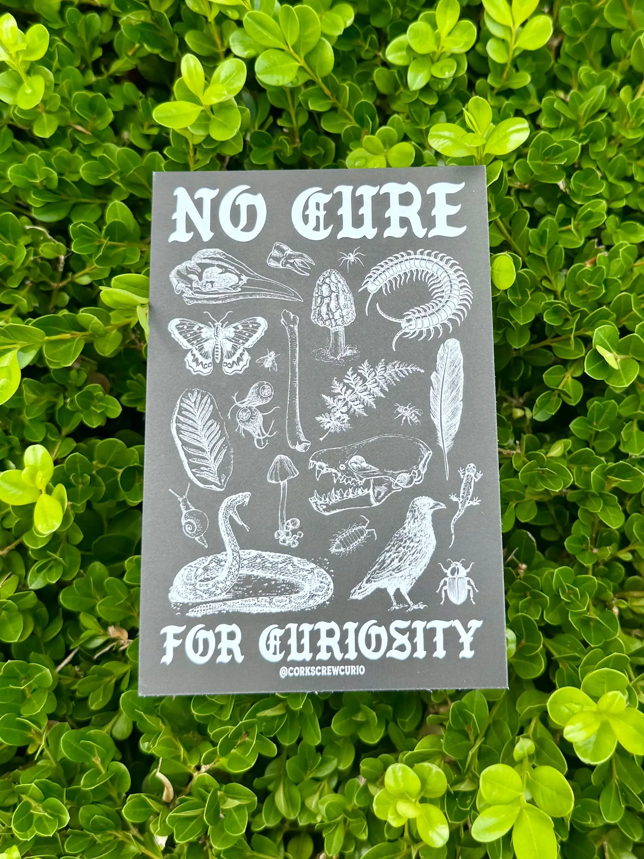 Corkscrew Curiosities - Wholesale Art Print - No Cure for Curiosity Art Print 4x61