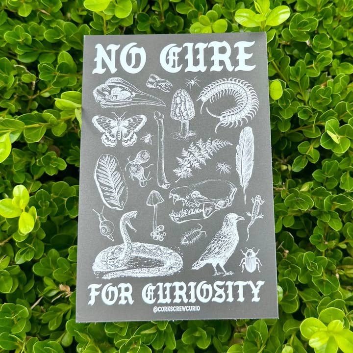 Corkscrew Curiosities - Wholesale Art Print - No Cure for Curiosity Art Print 4x61