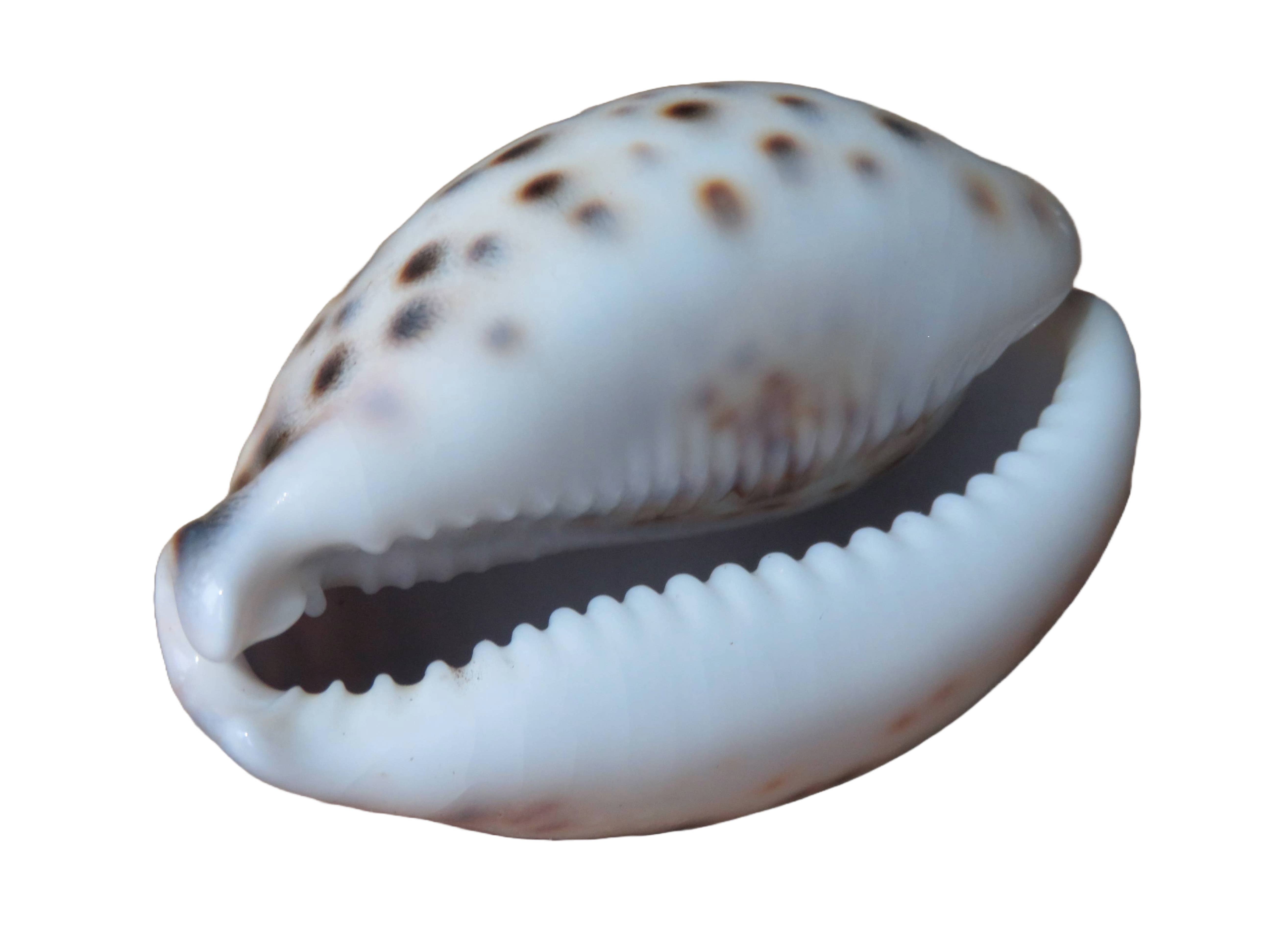 Product Import Holland - Wholesale Decorative Tabletop Object - 5KG Tiger Shell - cowrie - decoration - beach1