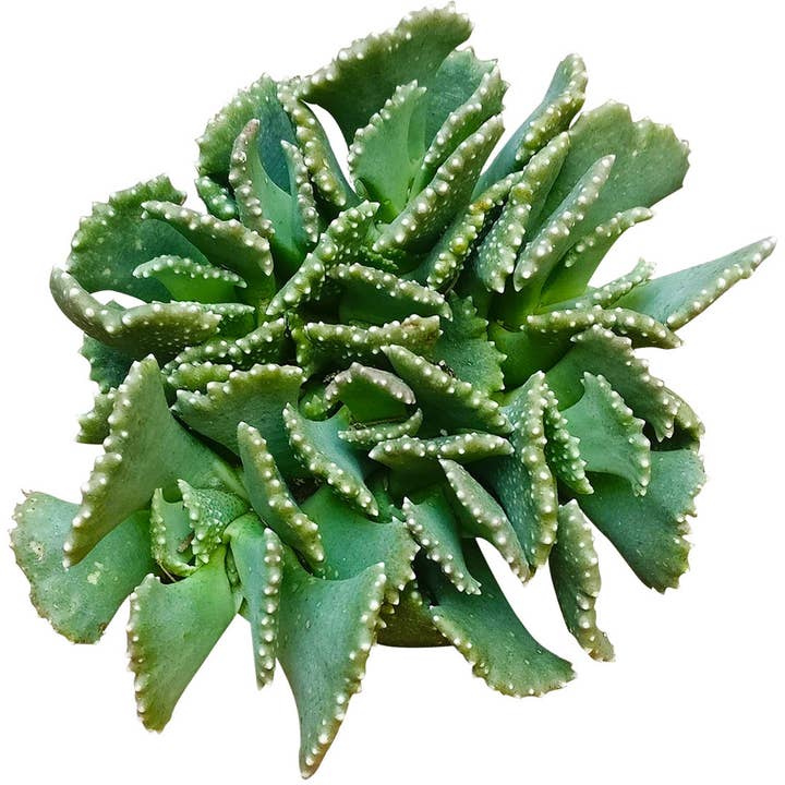 Giant Jewel Plant Aloinopsis malherbei 4in Pot for wholesale by Best Plant Friend