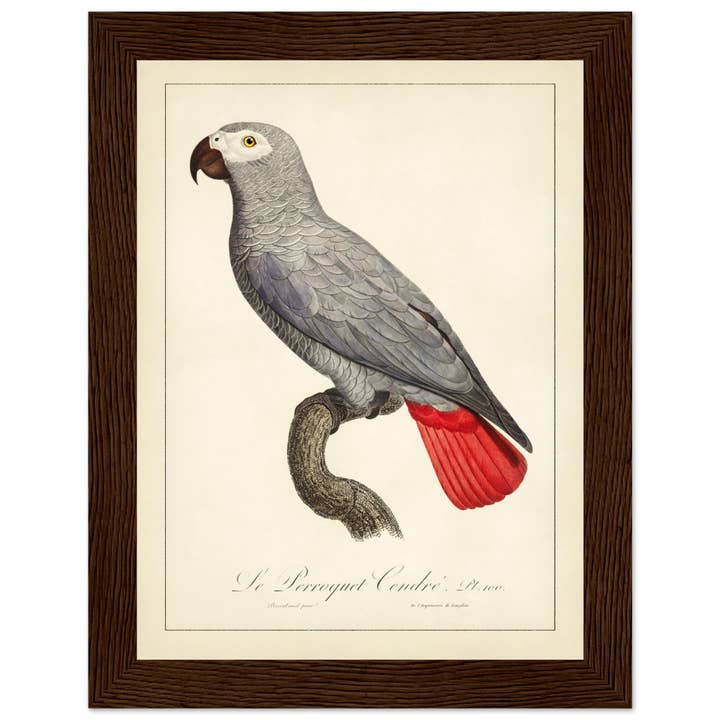 Maison de Paloma - Wholesale Art Print - Le perroquet cendré24