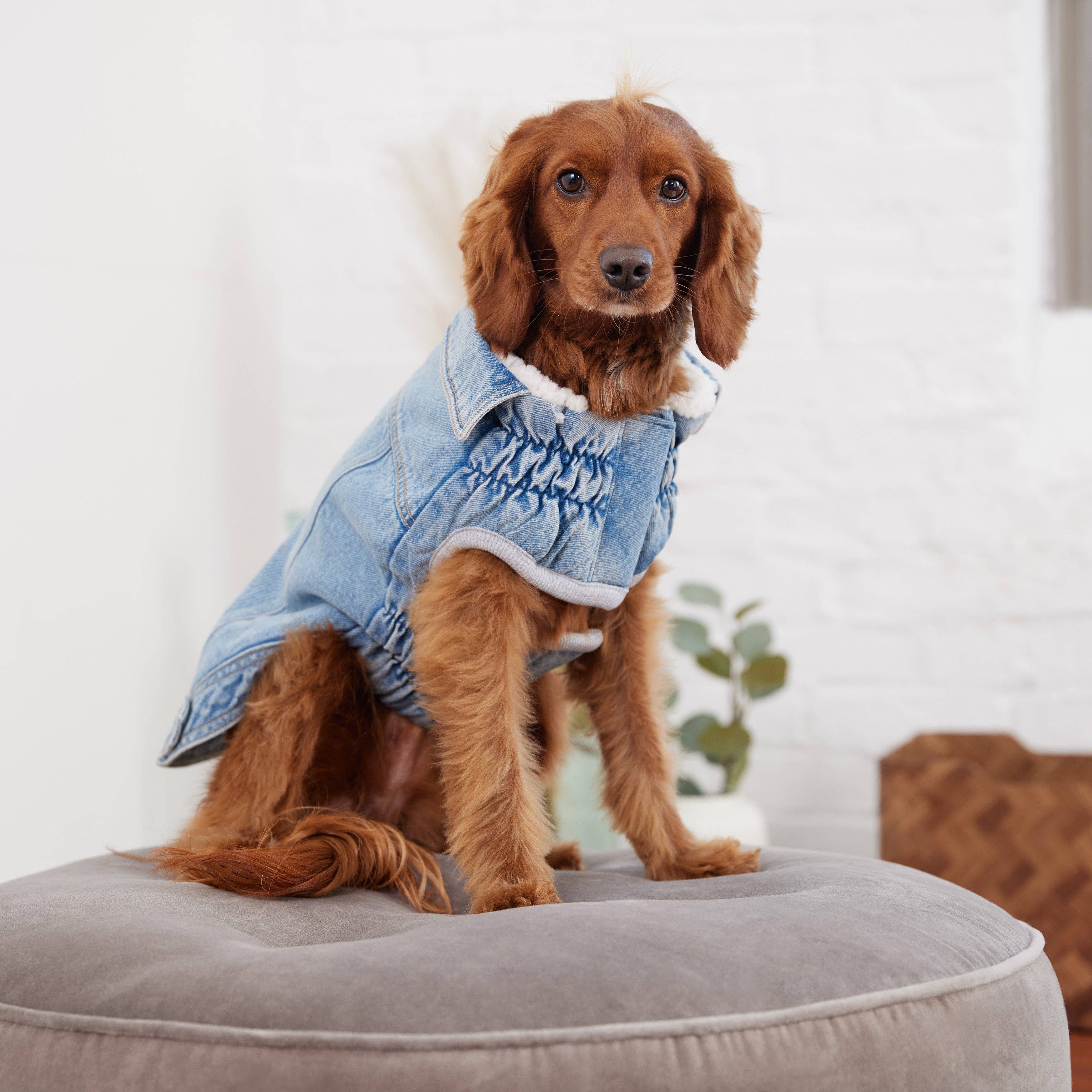 GF Pet - Vente Veste – chien - Veste en jean - Délavage clair3