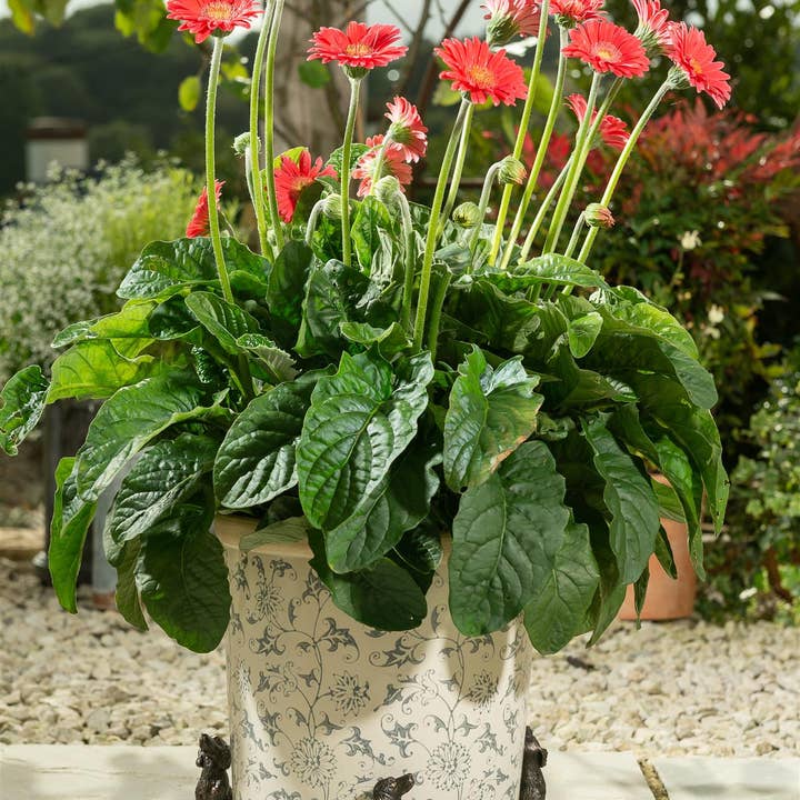 Jardinopia US - Wholesale Plant Pot - Springer Spaniel Plant Pot Feet - Set of 3