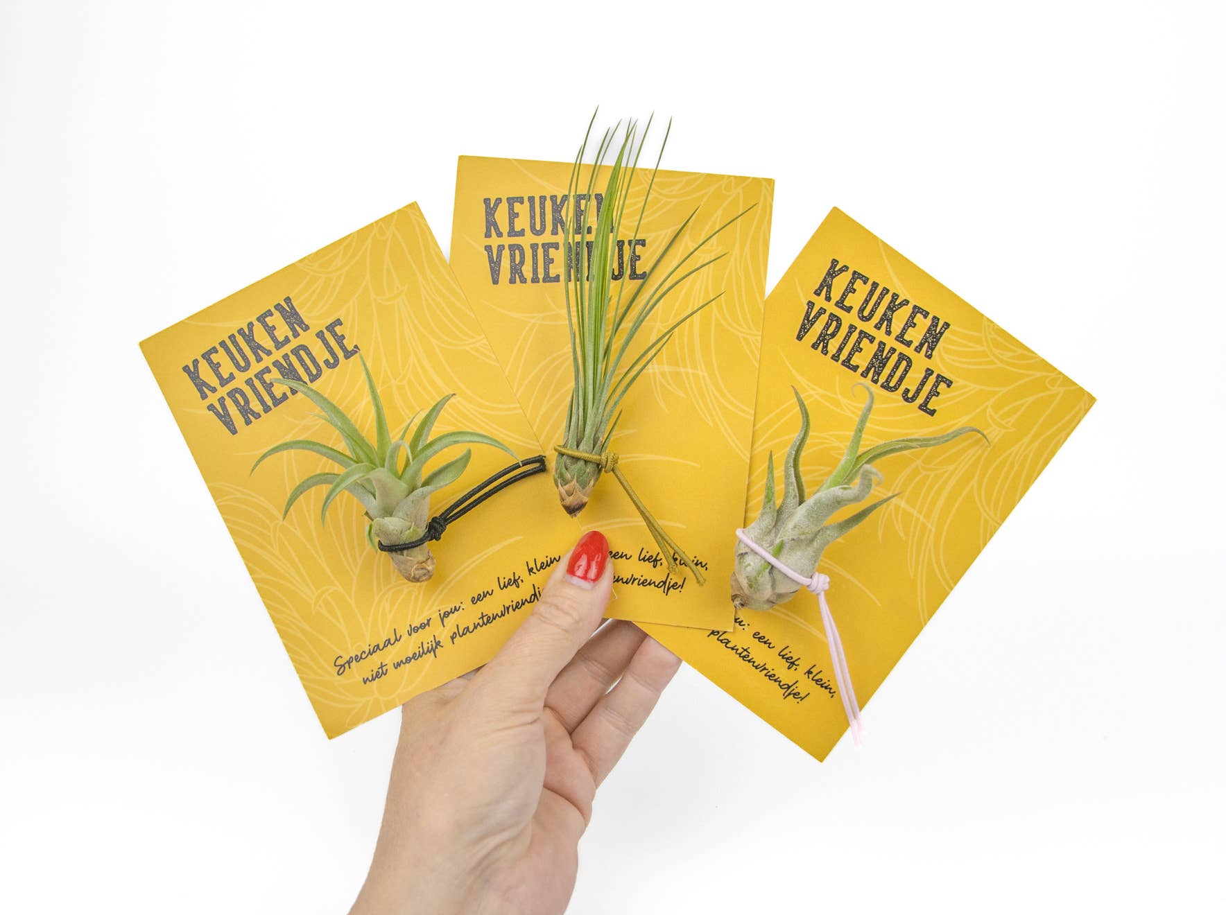 Juffrouw Pannenkoek deco /JP deco - Wholesale Live Plant - Plant Friends – set of 9 air plants with suction cup8