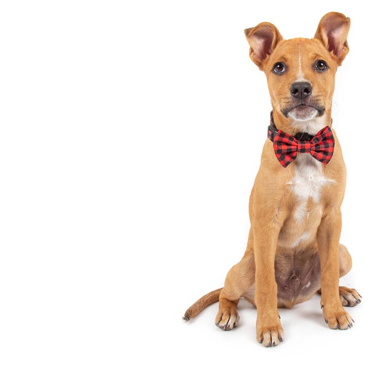 Big and Little Dogs - Wholesale Pet bow tie – Dog - DOG COLLAR & BOW TIE: Plaid to the Bone6