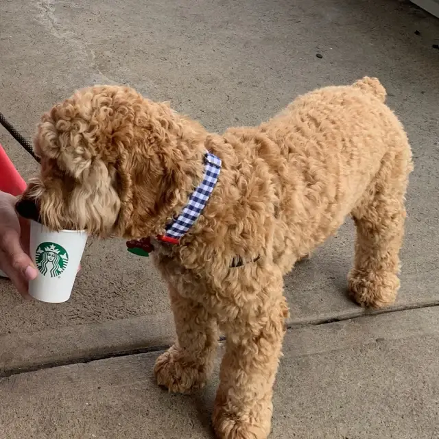 Very Vintage Designs - Vendita all'ingrosso Collare - Cani e gatti - Collare per Cani a Quadri Blu Navy Rosso Estate Gingham Spiaggia Fatto a Mano USA8