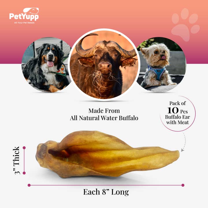 PetYupp - Wholesale Pet Treats - Dog - Water Buffalo Ear with Meat Dog Chew - (10 Pcs) 100% Natural Dog Treats Dog Sizes3