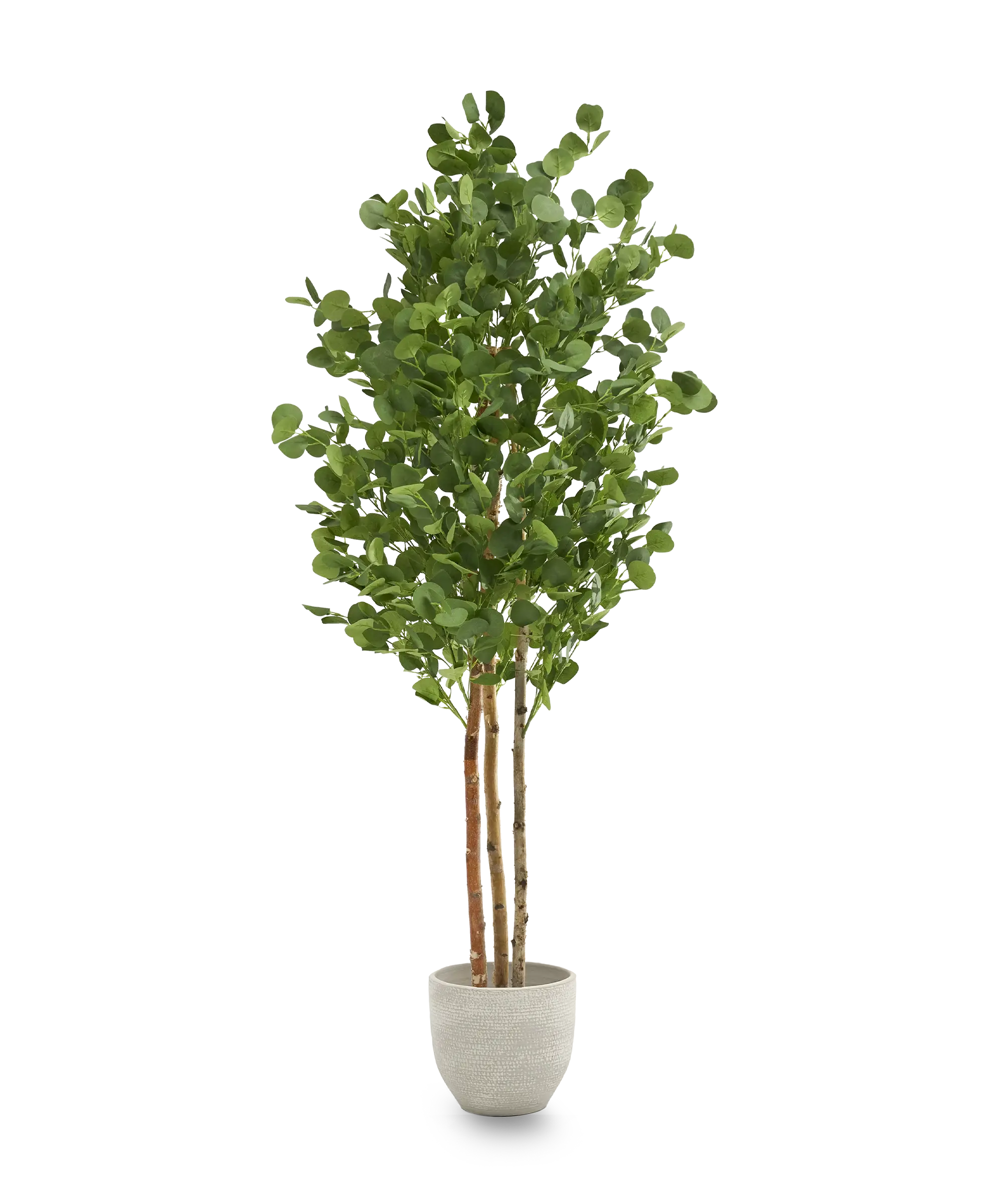 Maia Shop - Vente Plantes artificielles - Eucalyptus Artificiel 180 cm1