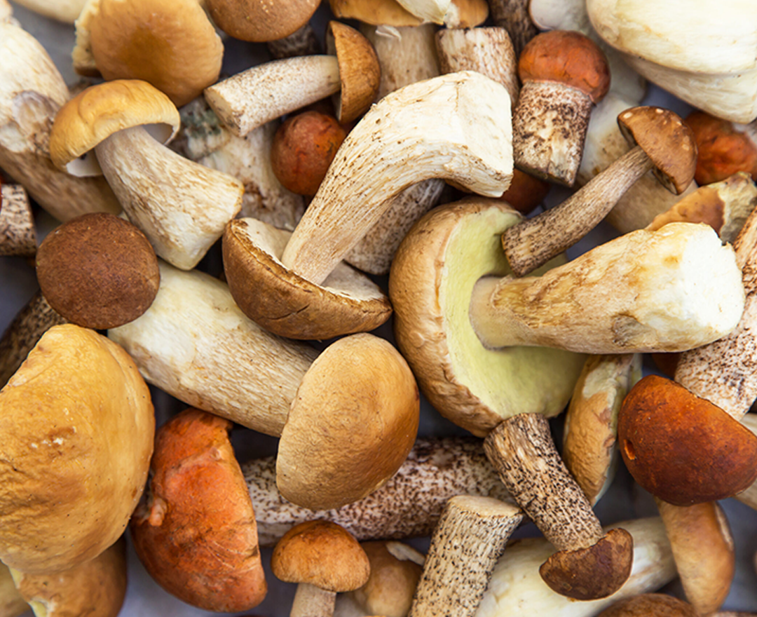 BENVOLIO.BIO by Wizebite S.r.l. SB - Wholesale Olive Oil - BENVOLIO Organic Porcini Mushroom Infused EVO Oil 250ml6