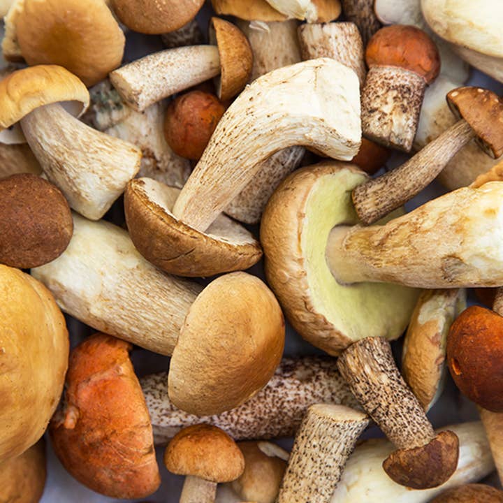 BENVOLIO.BIO by Wizebite S.r.l. SB - Wholesale Olive Oil - BENVOLIO Organic Porcini Mushroom Infused EVO Oil 250ml6