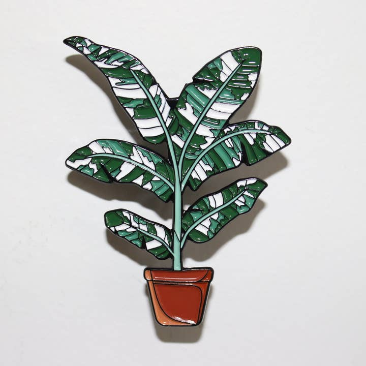 Bunte Bananenbaum für den Großhandel von Luxe Foliage