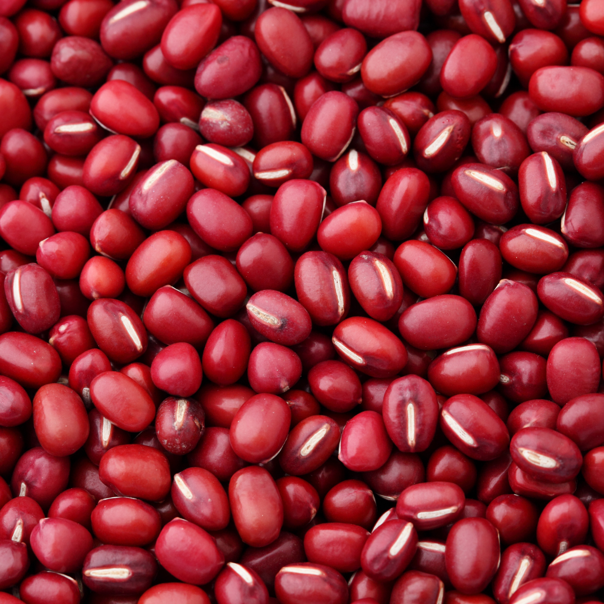 Winfull Corporation – Großhandel Protein-/Superfood-Pulver – PULVERROTE BOHNE1