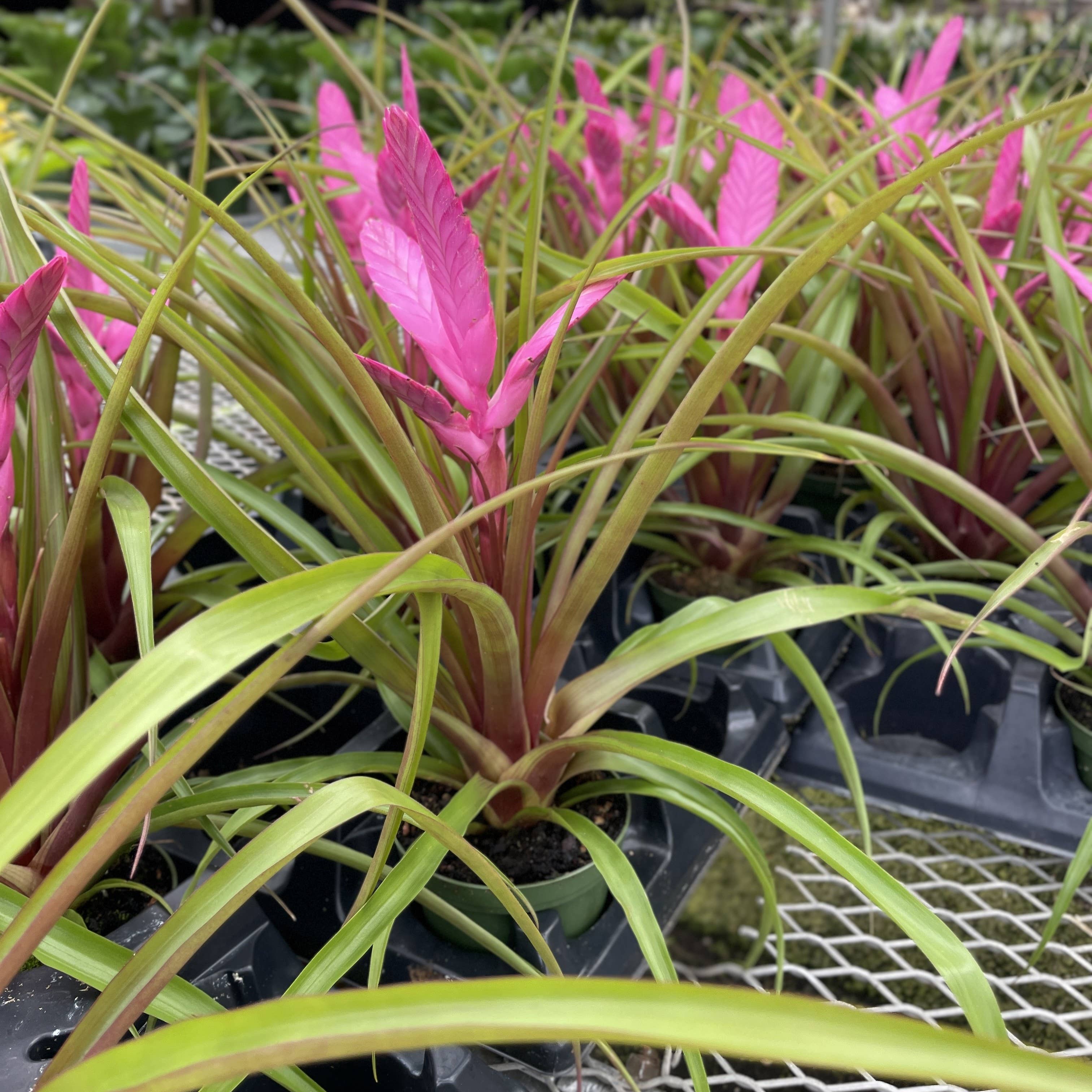 Thorsen's Greenhouse - Wholesale Live Plant - Antonio Pink Bromeliad - 4" Live Plant3