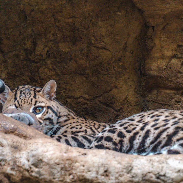 Costa Rica 14 for engroshandel hos Autumn Carolynn Photography