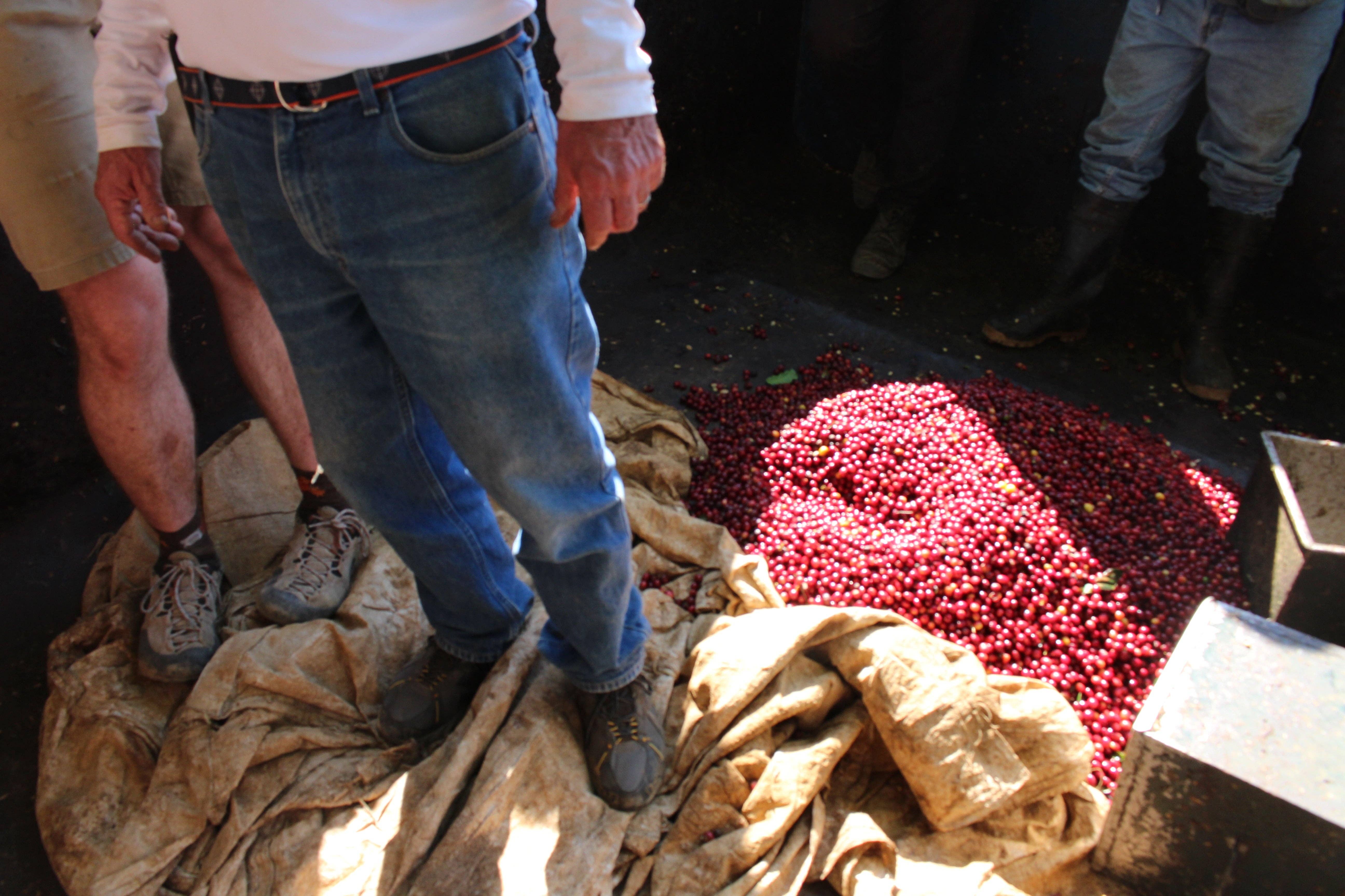 Brio Coffeeworks - Wholesale Coffee Beans - Costa Rica Tarrazu - 12 oz.1