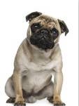 Pug for wholesale by jungle brands ltd