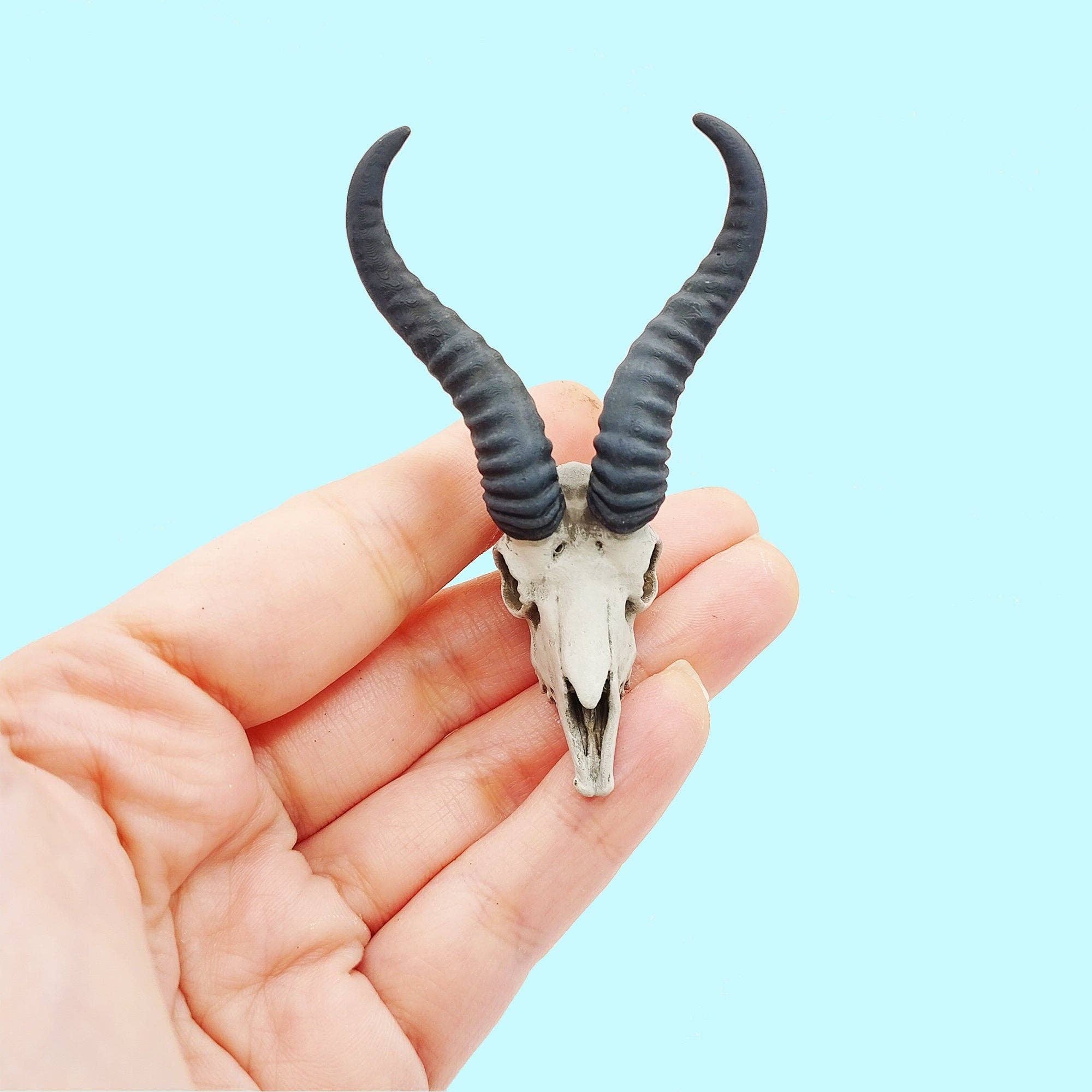 The Scale Grail - Wholesale Decorative Figurine - Springbok Skull Replica 1:6 Scale miniature animal skulls for use in dollhouse, diorama, models, tiny antelope cranium (1 skull)4