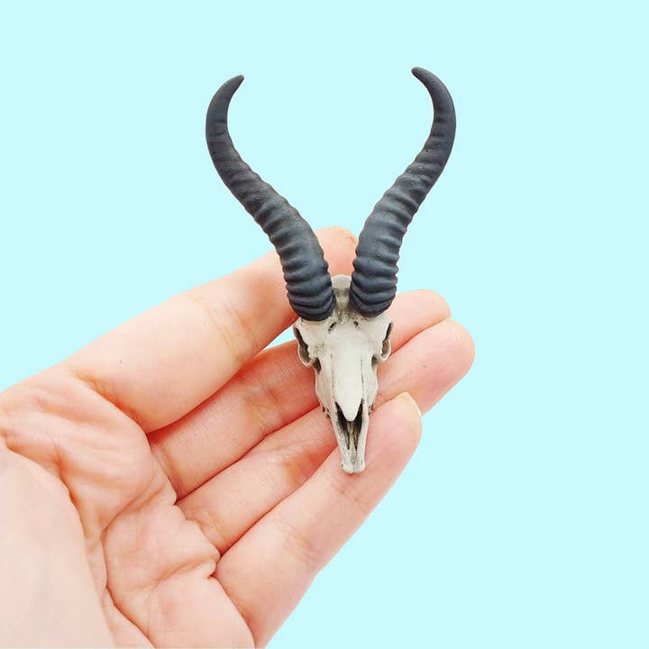 Springbok Skull Replica 1:6 Scale miniature animal skulls for use in dollhouse, diorama, models, tiny antelope cranium (1 skull) and other Purchase Wholesale springbok. Free Returns & Net 60 Terms on Faire trending on Faire.