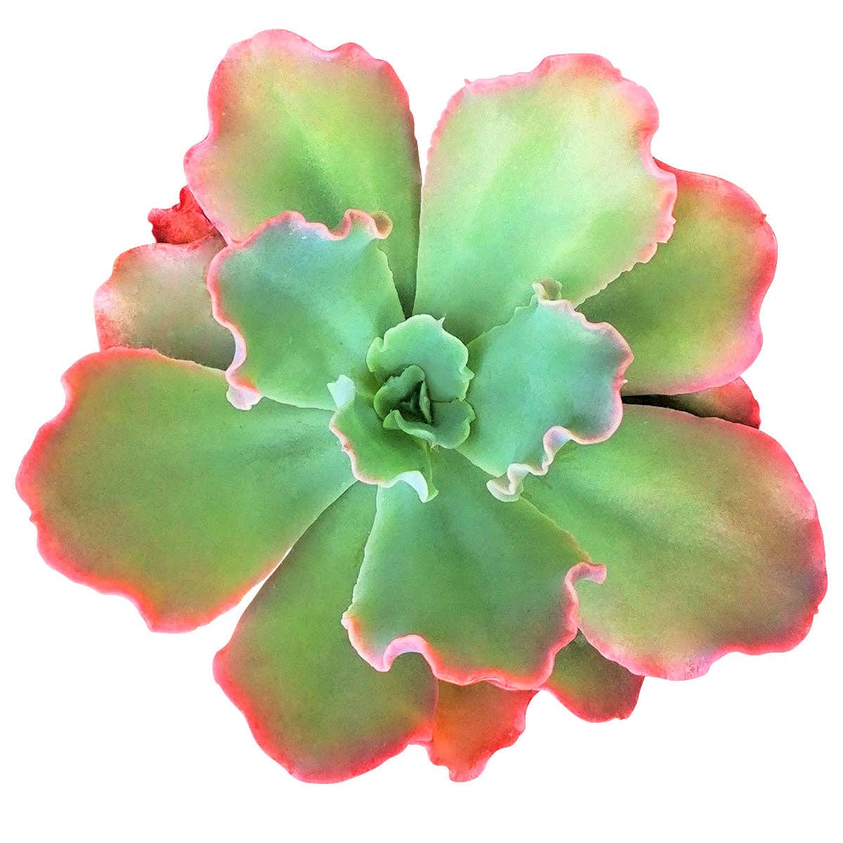 Best Plant Friend - Wholesale Succulent - Echeveria Crinoline Ruffles - Gorgeous Live Succulents 4in2