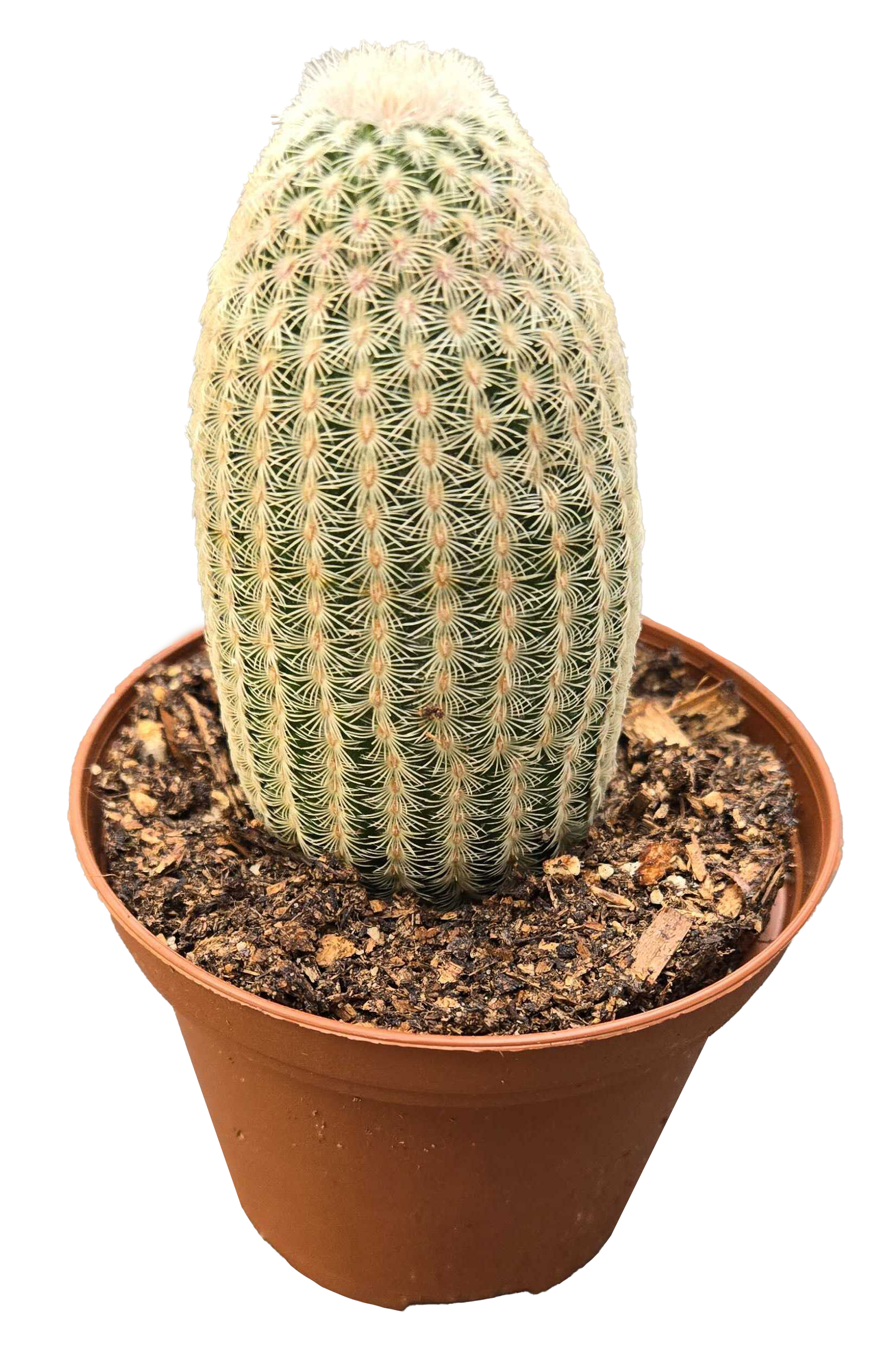 Arcadia Garden Products - Wholesale Live Plant - Echinocereus Rigidissmus 4 inch Grower Pot0
