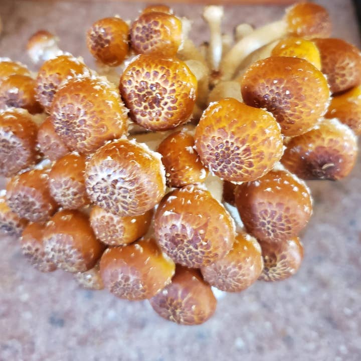 Planet Mushrooms - Wholesale DIY Food Kit - Chestnut Mushroom Grow Kit2