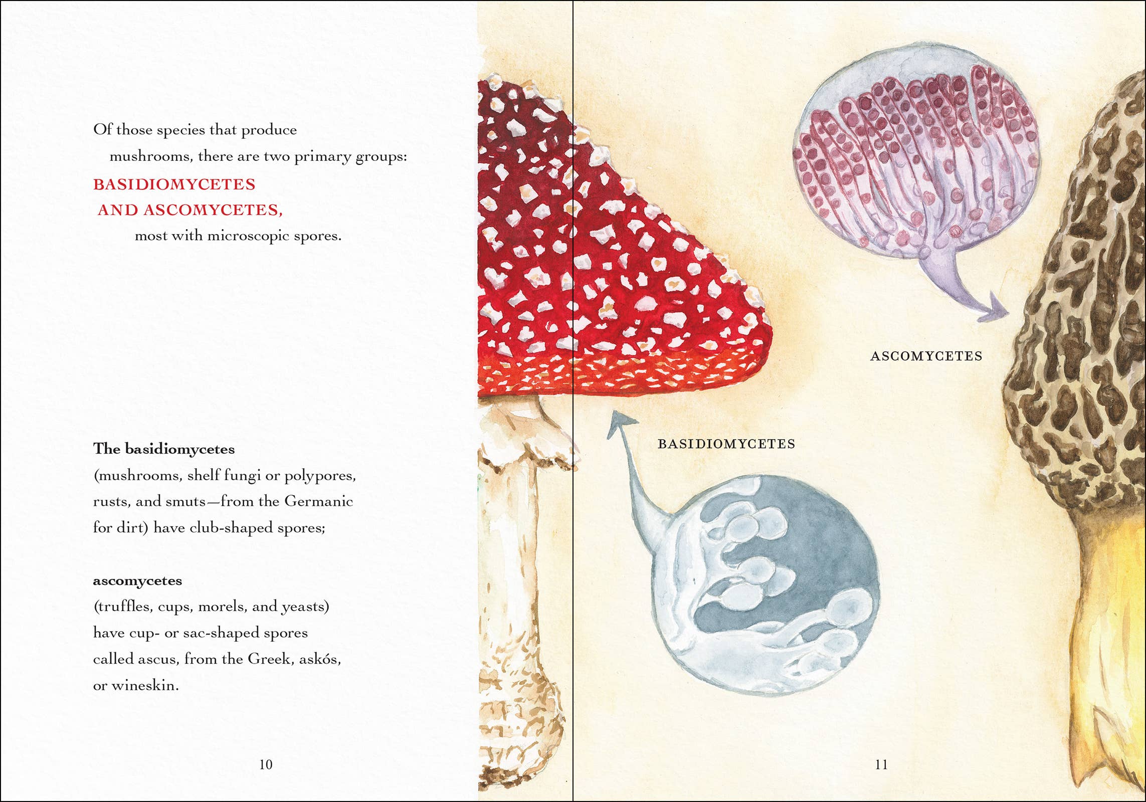 AdventureKEEN - Wholesale Nature & Outdoors - Wonder of Mushrooms16