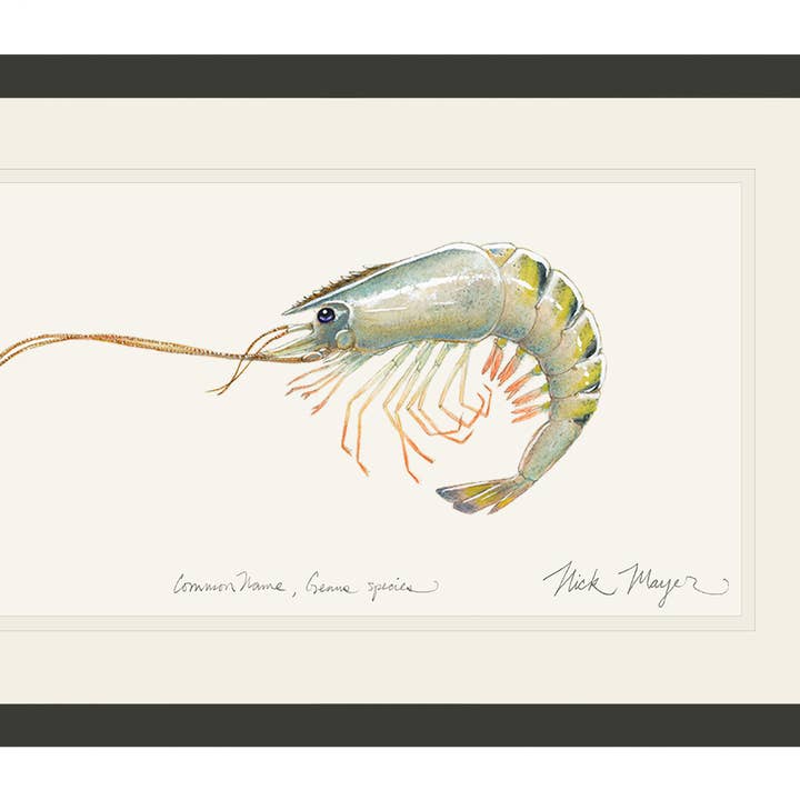 Reuzen Tijgergarnaal Beperkte Oplage Print voor wholesale door Nick Mayer Art