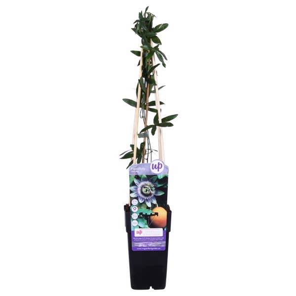 Oasis of Life - Wholesale Live Plant - Blue Passionflower – Passiflora caerulea – Ø15cm – approx. 65cm high – Hardy climbing plant with exotic flowers – For pergola, fence & trellis4