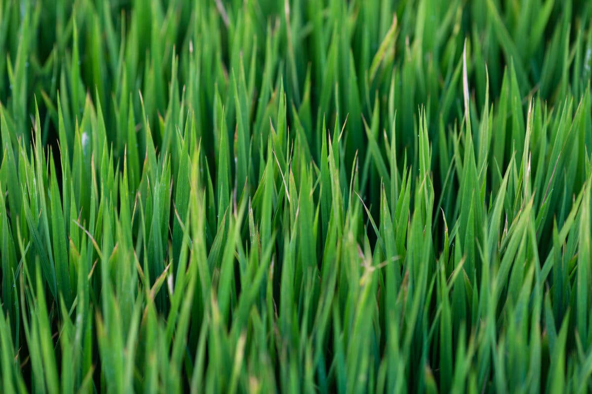 Neednatur. Siente la Vida - Wholesale Oral Supplement/Vitamin - Grama - Neednatur0