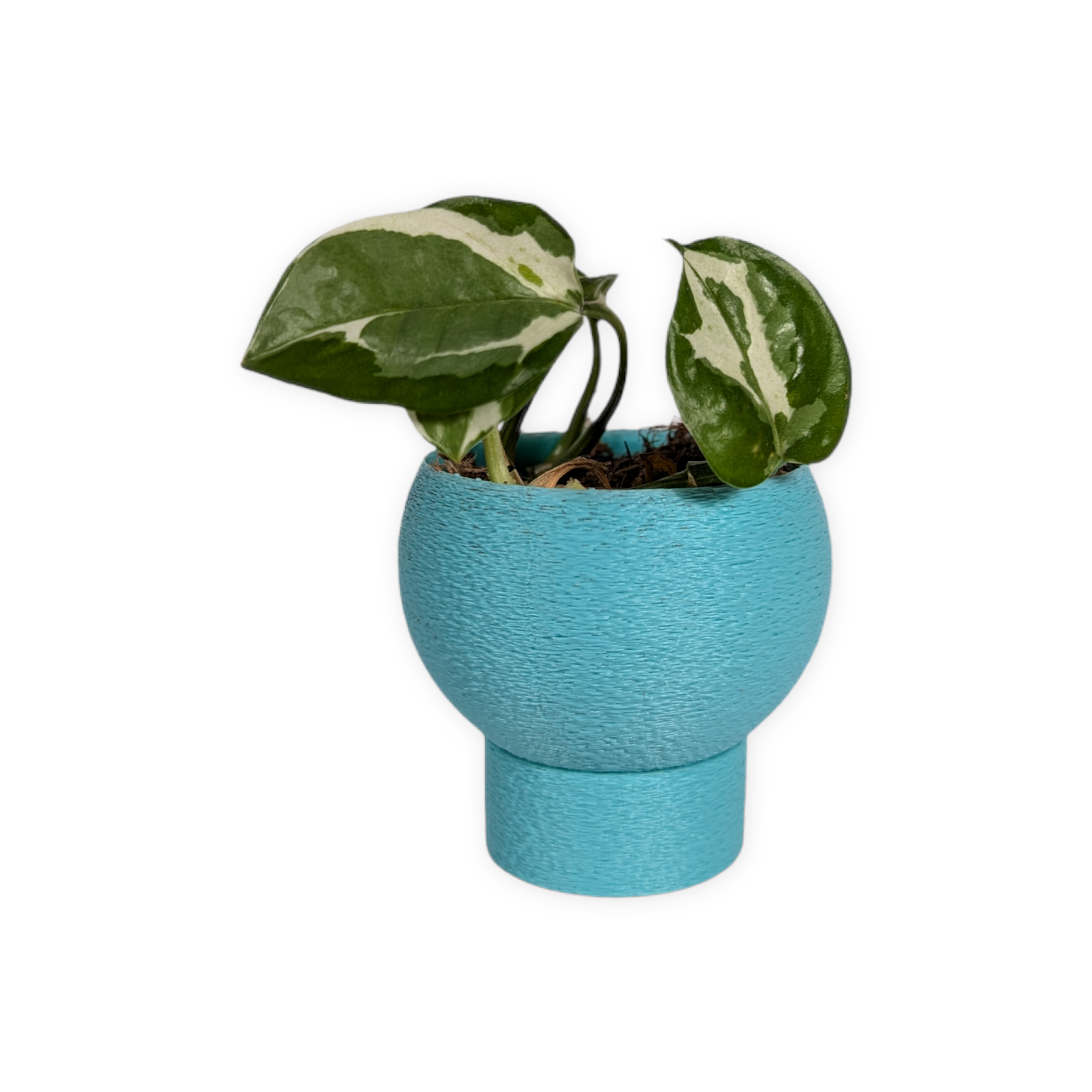 Leafprints.3d - Wholesale Plant Pot - The Petal – 2 Inch Planter with Drip Tray20