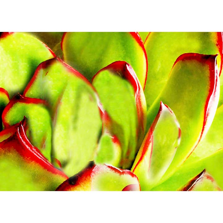 Saftiga ENCL nr.5 för wholesale av Line Five Studio