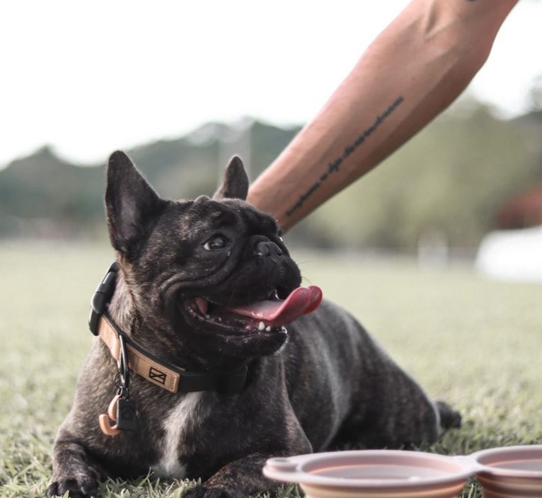 Herzog - Wholesale Pet Collar - Dog - Black Collar - Recycled Ripstop2