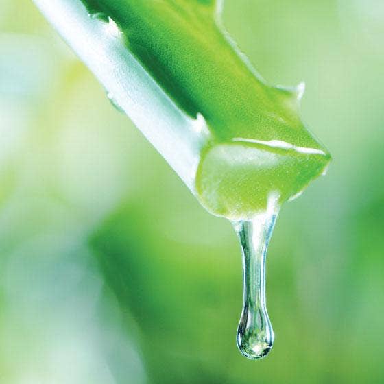 Silk oil of Morocco - Wholesale Hand sanitiser - Alcohol Aloe Vera Hand Sanitiser - Value Pack1