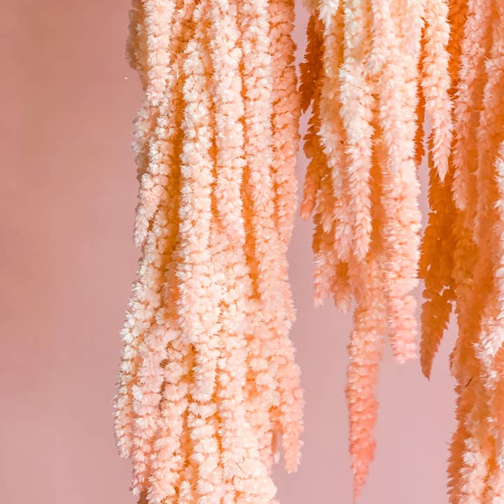 Fleurs Flowers - Wholesale Dried/Pressed Flowers - Preserved Amaranthus