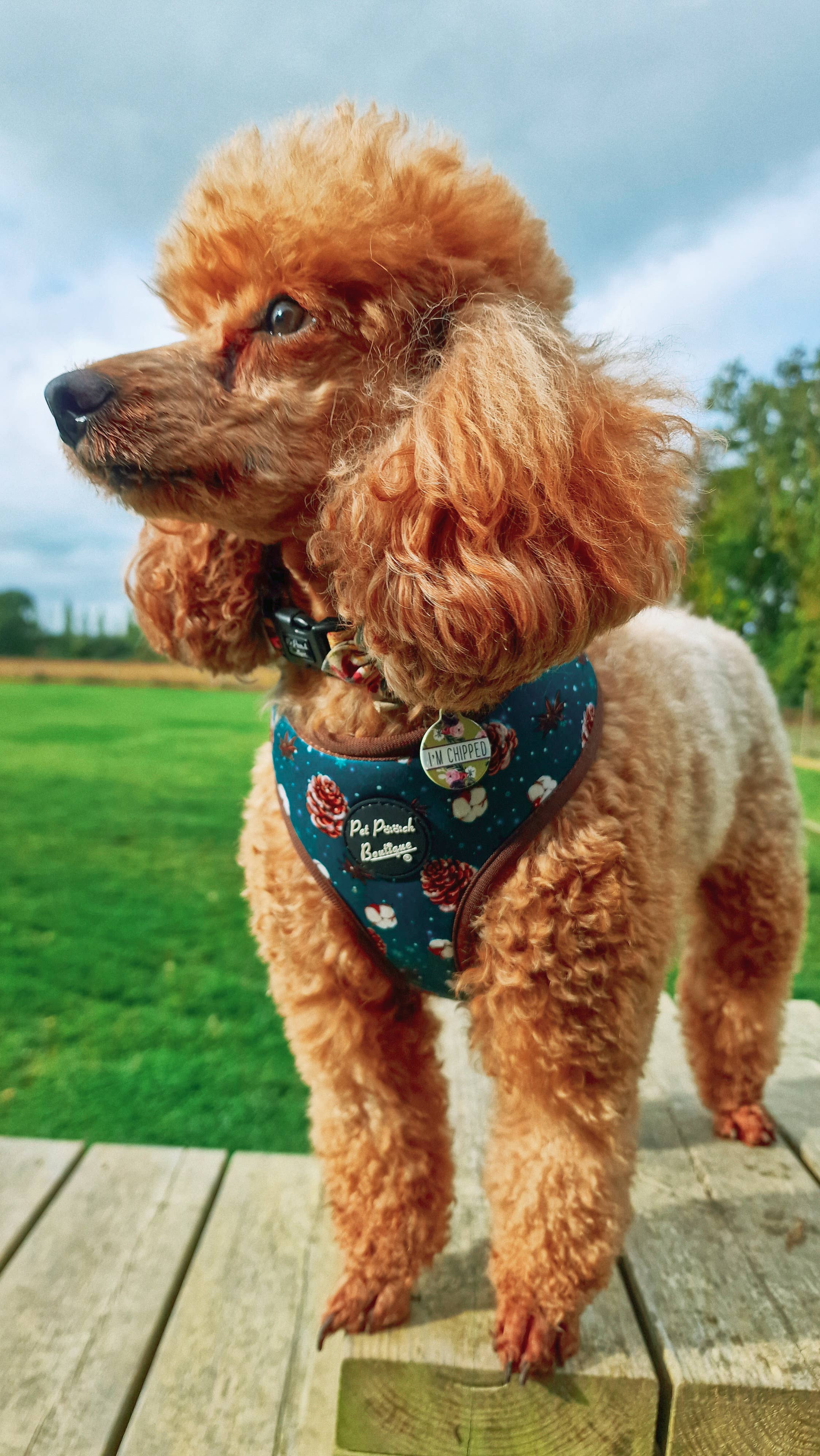 Pet Pooch Boutique - Wholesale Pet Harness - Dog - Forest Fir Cone Puppy Dog Harness - Autumn/Christmas/Green6