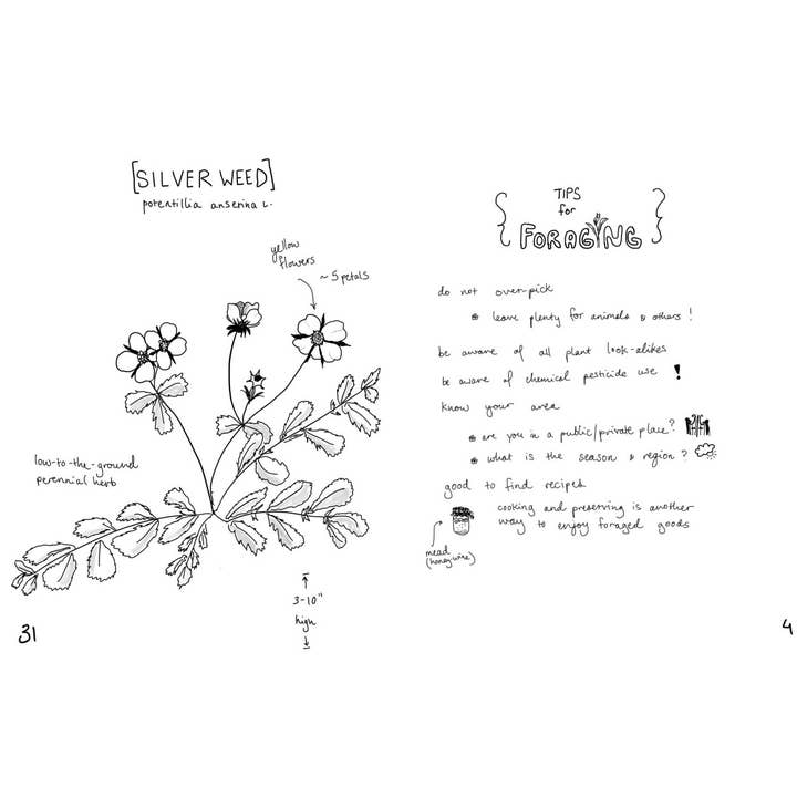 Microcosm Publishing & Distribution - Wholesale Nature & Outdoors - Herbs & Plants for Food & Medicine: Field Kitchen Guide Zine1