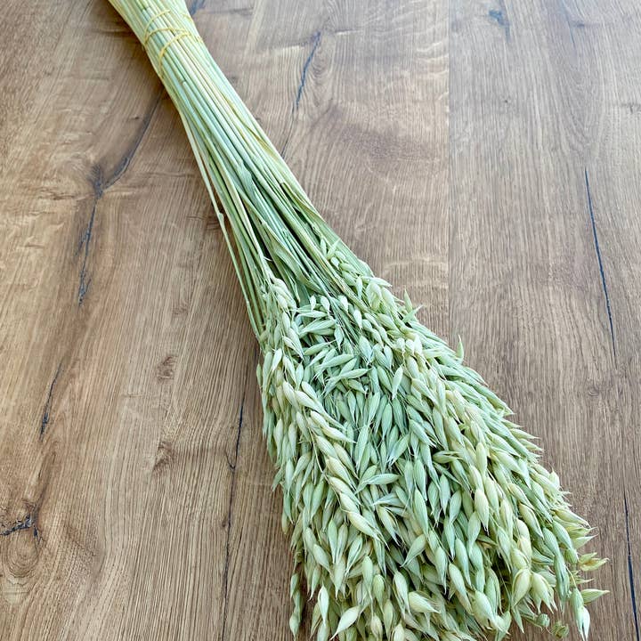 Lovejoy Farms Premium Dried Flowers - Wholesale Dried/Pressed Flowers - Avena (Oats)