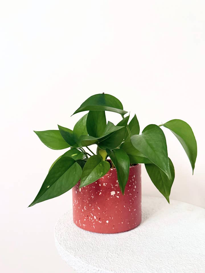 SMÖRBULT blomkruka för wholesale av STVDIO 21