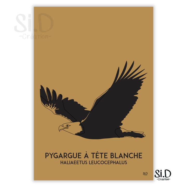 Poster Bald Pycargue per la vendita all'ingrosso da parte di Si.D