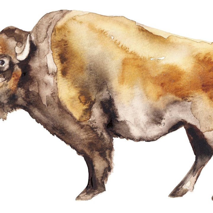 Bison watercolor - wildlife american buffalo canvas print for wholesale by Meredith Oneal Art