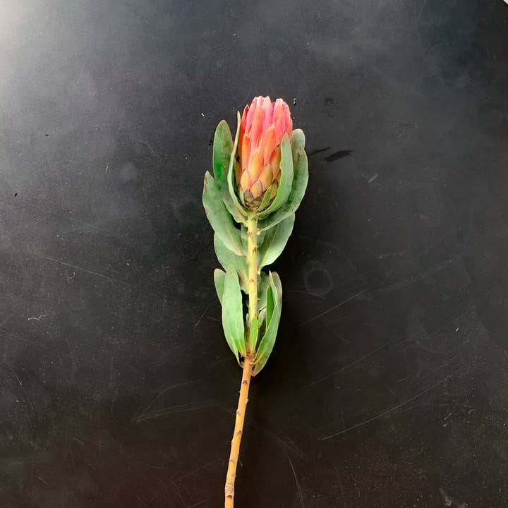 Self-Care Shower - Wholesale Artificial Flowers - King Protea Flower Fresh Cut Pink, SAN DIEGO GROWN Rare Find