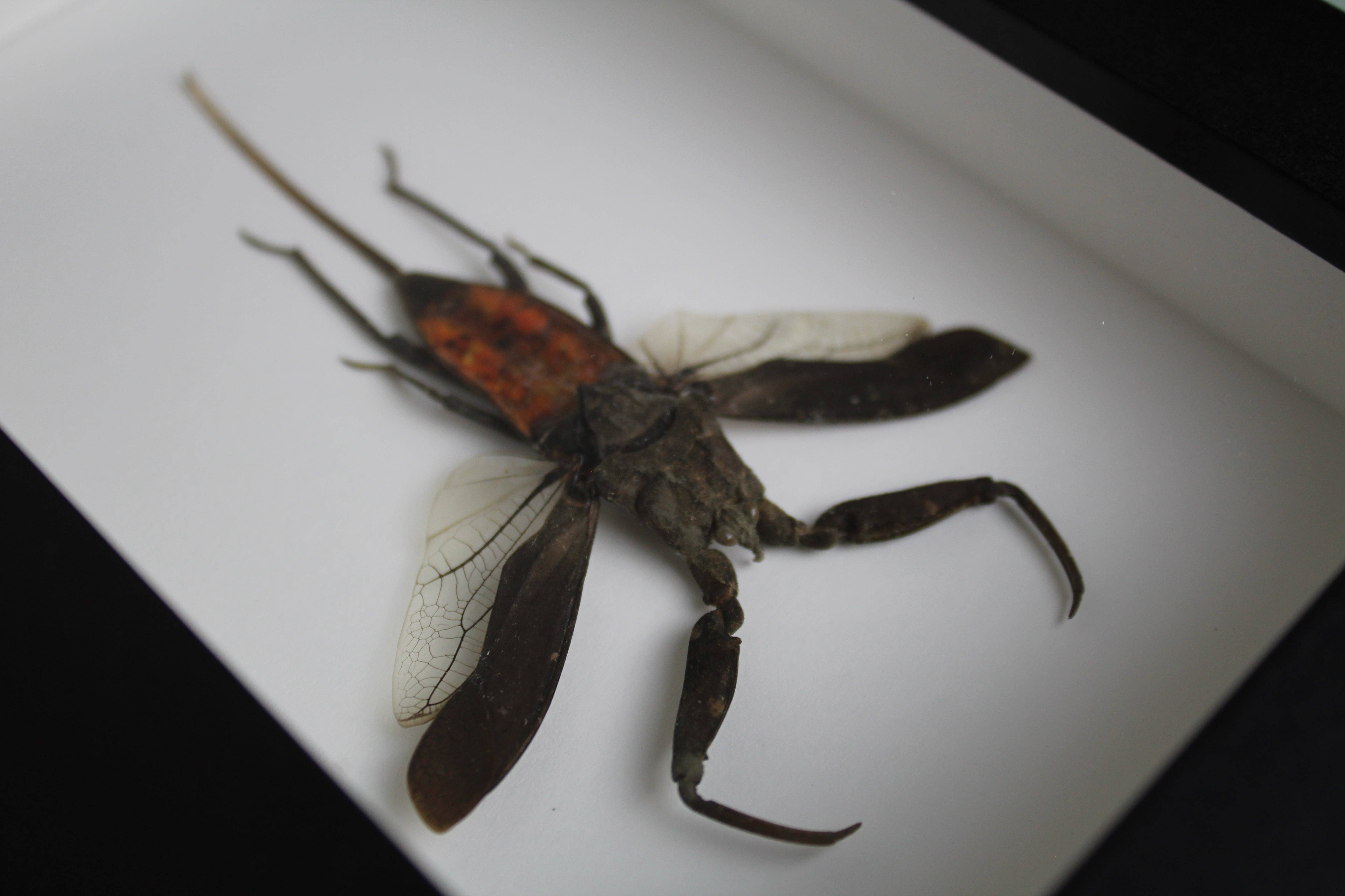 Newman Art Designs – wholesale Dimensionell/3D-väggkonst – Nepra rubra i svart ram3