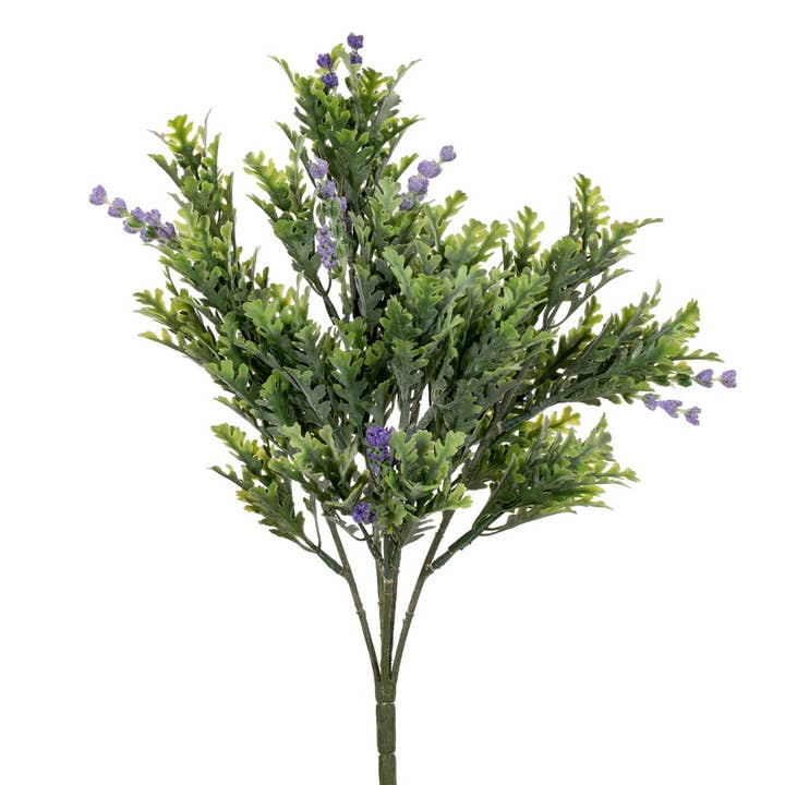 Buisson Senecio Cineraria Vickerman, 16,5 po, vert, paquet de 2 pour la vente par Vickerman